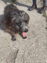 FEIFEL, Hund, Mischlingshund in Ungarn - Bild 9