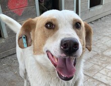 DAVID, Hund, Mischlingshund in Rumänien - Bild 1