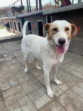 DAVID, Hund, Mischlingshund in Rumänien - Bild 10