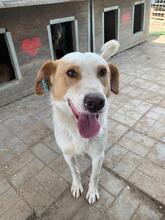 DAVID, Hund, Mischlingshund in Rumänien - Bild 12
