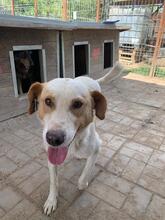 DAVID, Hund, Mischlingshund in Rumänien - Bild 14