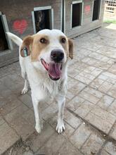 DAVID, Hund, Mischlingshund in Rumänien - Bild 15