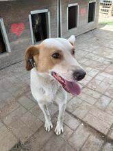 DAVID, Hund, Mischlingshund in Rumänien - Bild 16