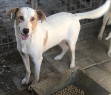 DAVID, Hund, Mischlingshund in Rumänien - Bild 5