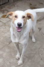 DAVID, Hund, Mischlingshund in Rumänien - Bild 7