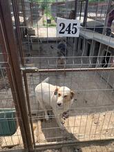 DAVID, Hund, Mischlingshund in Rumänien - Bild 8