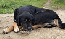 SPEEDY, Hund, Mischlingshund in Griechenland - Bild 2