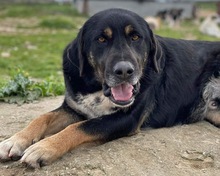 SPEEDY, Hund, Mischlingshund in Griechenland - Bild 3
