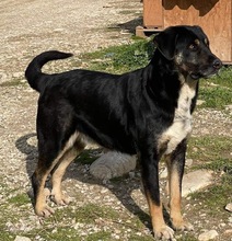 SPEEDY, Hund, Mischlingshund in Griechenland - Bild 4