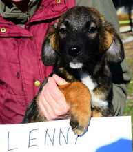 LENNY, Hund, Mischlingshund in Rumänien - Bild 1