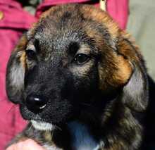 LENNY, Hund, Mischlingshund in Rumänien - Bild 3