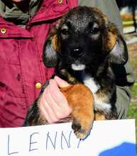 LENNY, Hund, Mischlingshund in Rumänien - Bild 4