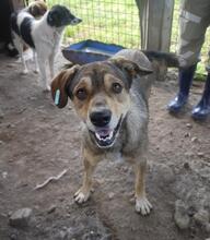LISSY, Hund, Mischlingshund in Rumänien - Bild 2
