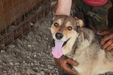 LISSY, Hund, Mischlingshund in Rumänien - Bild 4