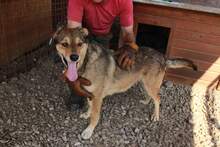 LISSY, Hund, Mischlingshund in Rumänien - Bild 5