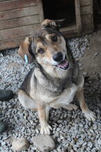 LISSY, Hund, Mischlingshund in Rumänien - Bild 7