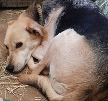 MINKA, Hund, Mischlingshund in Bulgarien - Bild 4