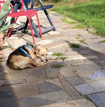MINKA, Hund, Mischlingshund in Bulgarien - Bild 7