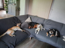 POLY, Hund, Mischlingshund in Bielefeld - Bild 7