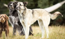LEAMARIA, Hund, Mischlingshund in Hofgeismar - Bild 14