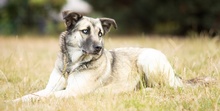 LEAMARIA, Hund, Mischlingshund in Hofgeismar - Bild 15