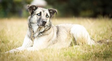LEAMARIA, Hund, Mischlingshund in Hofgeismar - Bild 16