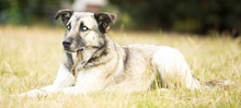 LEAMARIA, Hund, Mischlingshund in Hofgeismar - Bild 17