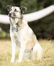 LEAMARIA, Hund, Mischlingshund in Hofgeismar - Bild 18