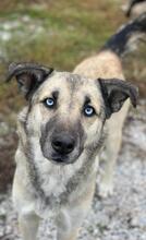 LEAMARIA, Hund, Mischlingshund in Hofgeismar - Bild 2