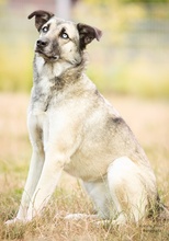 LEAMARIA, Hund, Mischlingshund in Hofgeismar - Bild 20