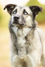 LEAMARIA, Hund, Mischlingshund in Hofgeismar - Bild 22