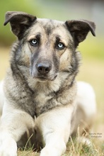 LEAMARIA, Hund, Mischlingshund in Hofgeismar - Bild 23