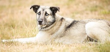 LEAMARIA, Hund, Mischlingshund in Hofgeismar - Bild 24