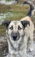 LEAMARIA, Hund, Mischlingshund in Hofgeismar - Bild 3