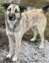 LEAMARIA, Hund, Mischlingshund in Hofgeismar - Bild 4