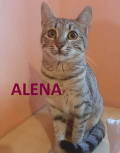 ALENA, Katze, Europäisch Kurzhaar in Bulgarien - Bild 1