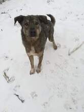 MISHA, Hund, Mischlingshund in Rumänien - Bild 3