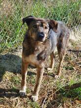 MISHA, Hund, Mischlingshund in Rumänien - Bild 4