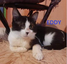 EDDY, Katze, Europäisch Kurzhaar in Bulgarien - Bild 1