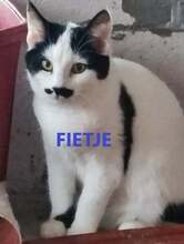 FITJE, Katze, Europäisch Kurzhaar in Bulgarien - Bild 1