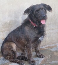 FLEQUI, Hund, Mischlingshund in Spanien