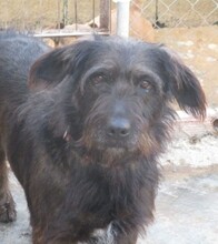 FLEQUI, Hund, Mischlingshund in Spanien - Bild 2