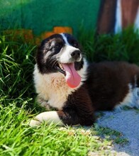 MARNE, Hund, Mischlingshund in Deutschland