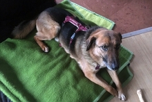 REX, Hund, Deutscher Schäferhund in Italien - Bild 15