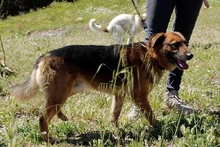 REX, Hund, Deutscher Schäferhund in Italien - Bild 16