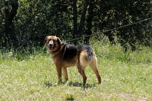 REX, Hund, Deutscher Schäferhund in Italien - Bild 17