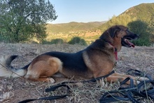 REX, Hund, Deutscher Schäferhund in Italien - Bild 19