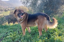 REX, Hund, Deutscher Schäferhund in Italien - Bild 20