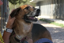 REX, Hund, Deutscher Schäferhund in Italien - Bild 22