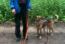 REX, Hund, Deutscher Schäferhund in Italien - Bild 3